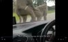 Baboon sex.jpg