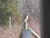 hawk on garden post.jpg