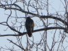 Hawk in tree frm back.jpg