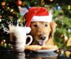 new-christmas-dog-wallpaper.jpg