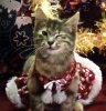 Christmas-Cat-cat-elves 2.jpg