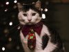 Party-Cat-in-a-tie-700x1050.jpg