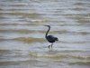 heron frolicking in surf small to post.JPG