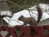 squirrel tail in motion small.JPG