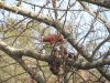 cardinal male bending over obscured in tree small.JPG