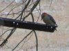 red bellied woodpecker.jpg