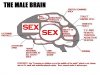 The-male-Brain-.jpg