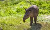 amazon-tapir.jpg