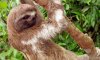 amazon-zafiro-sloth.jpg