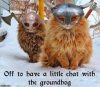 viking cats.jpg