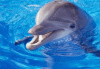 Dolphin.gif