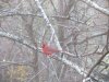 CARDINAL MALE THRU WINDOW small.JPG