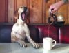 coffee-shop-opens-for-stray-dogs-0.jpg