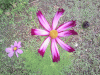 Flower1.gif