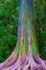 RAINBOW EUCALYPTUS TREE.jpg