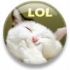 CAT lol.jpg