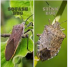 Screenshot 2024-05-24 at 21-52-13 are squash bugs the same as stink bugs - Google Search.png