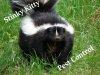 Skunk pest control 2.jpg