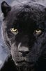 dark_mood_black_panther_wallpaper-640x960.jpg