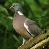 wood_pigeon_1.jpg