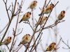 goldfinch-mbaker.jpg