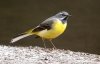 550px-Grey_Wagtail.jpg