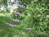 purple flowers small.JPG