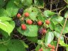 wild berries small.JPG