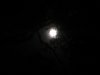 moon thru trees with leaves small.JPG