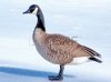 13806609-canadian-goose-on-ice-of-oakbank-pond-in-thornhill-canada.jpg