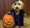 cute-happy-halloween-animals-4 2.jpg