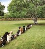 dogs-waiting-line-to-pee-on-tree.jpg