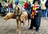 unique-halloween-costumes-dogs--large-msg-131748683471.jpg