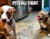 Pitbull Fight.jpg