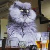 Funny-photos-of-cats-drinking-alcohol-1.jpg