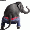 elephant-dance-funny-gif-animation.gif