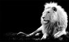 tmp_6302-black-white-animal-1196466174.jpg