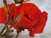 tmp_31549-The Red Poppy-834618461.jpg