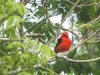 scarlet tanager 3 15 percent for forums.JPG