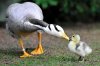 bar-headed goose.jpg