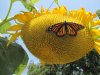 giant sunflower.jpg