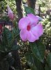 flower pink mandevilla.jpg