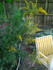 garden pics 2016 021.jpg