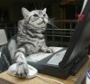 cats-love-computers-4.jpg