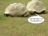 Turtle talk.jpg