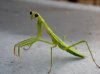 Praying mantis.jpg