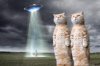 Alien Cats @.jpg