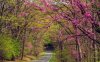 201203-w-spring-break-road-trips-skyline-drive (1).jpg