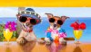 32316013-two-funny-dogs-drinking-cocktails-at-the-bar-in-a-beach-club-party.jpg