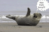 funny seal .GIF